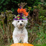 Anniepaw Halloween Pet Hat Costume for Dogs and Cats Soft Party Accessories Dress Up Small