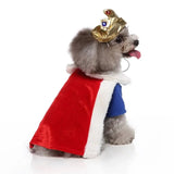 Anniepaw Teddy Halloween Cosplay King Costumes Pets Funny Outfits Set Dogs Halloween